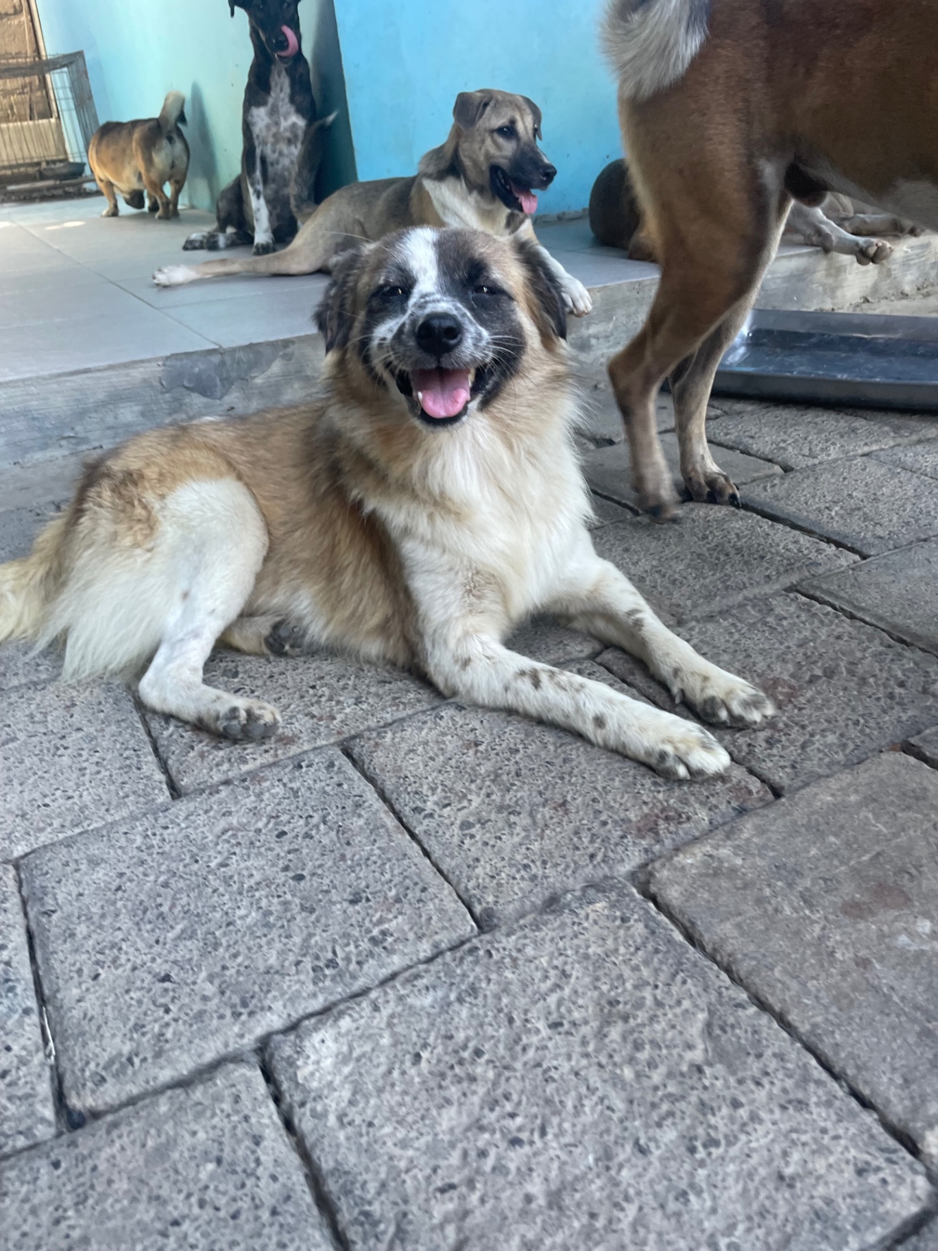 A smiling Bali dog lying on the ground