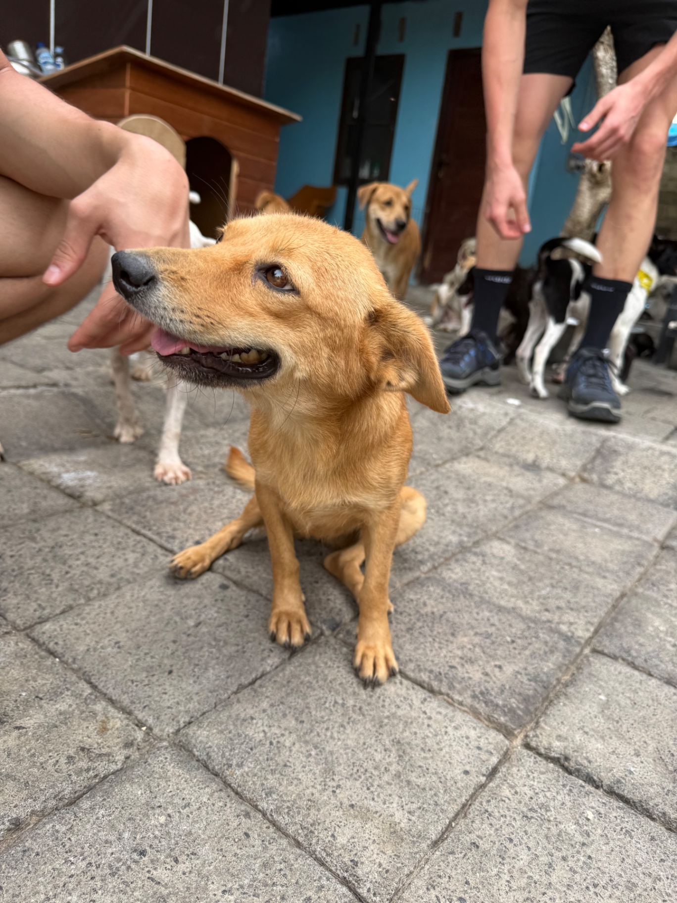 A golden Bali dog looking up at visitors