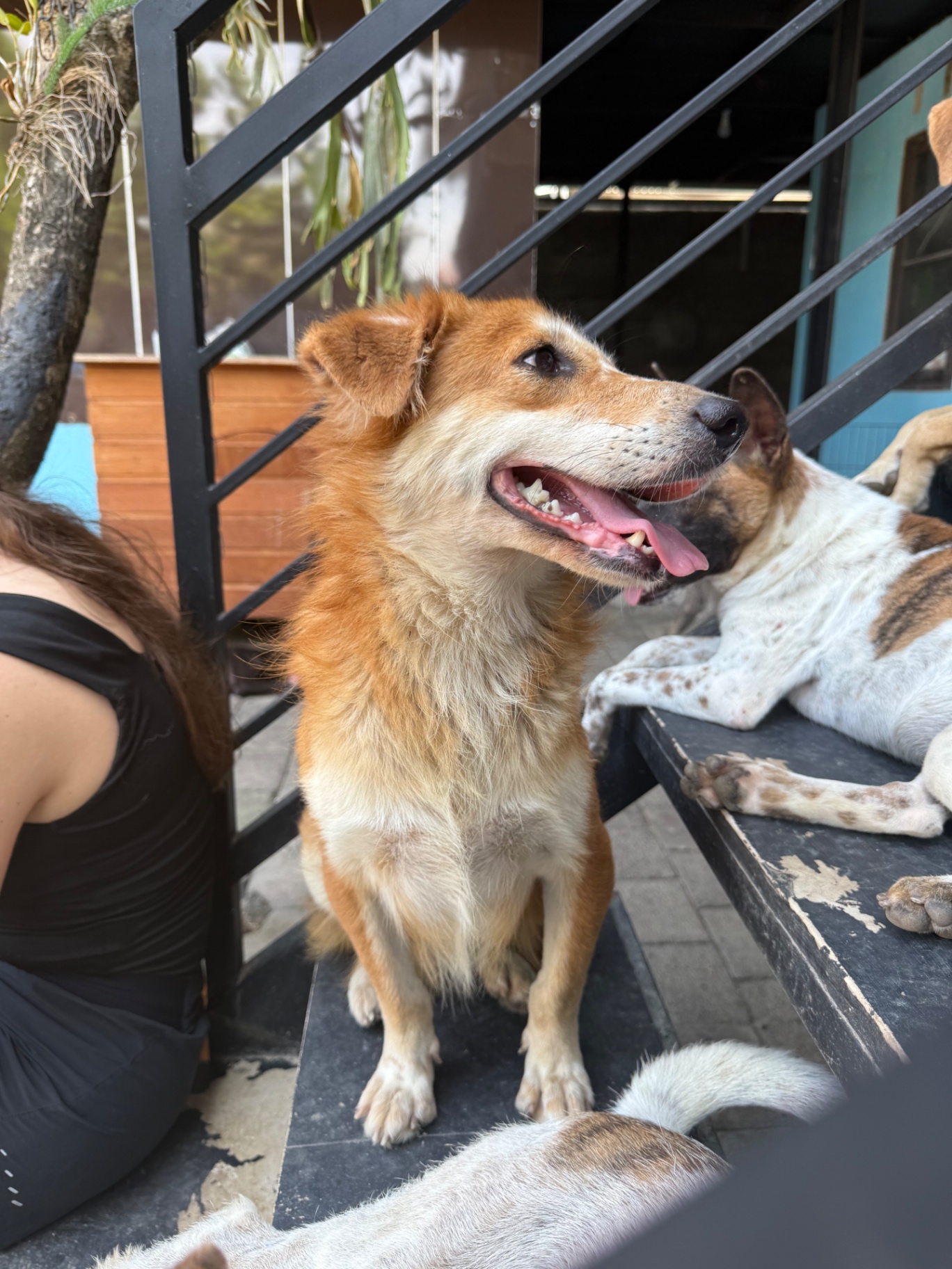 A happy ginger dog with a volunteer