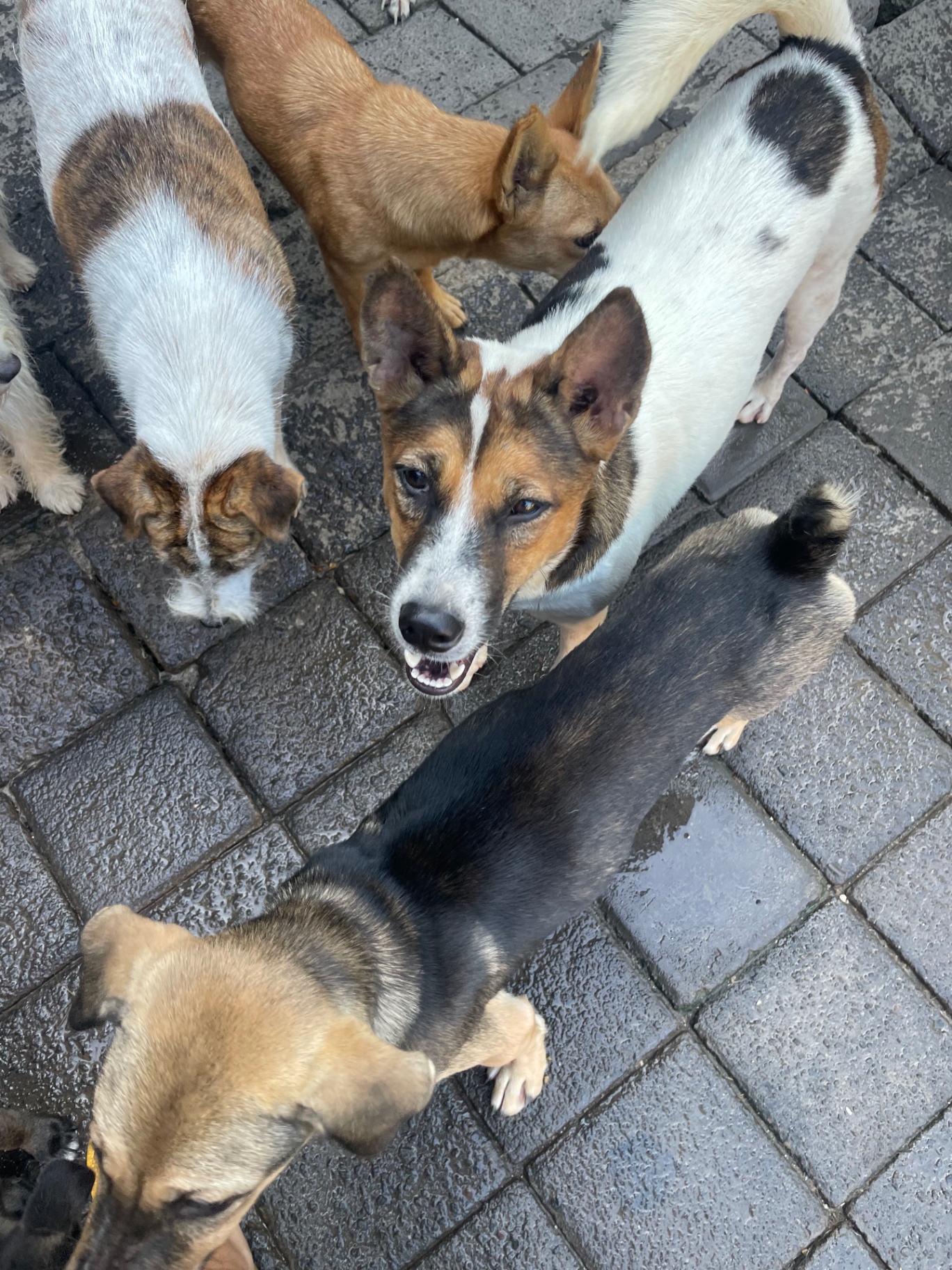 Rescue dogs gathered together at the shelter