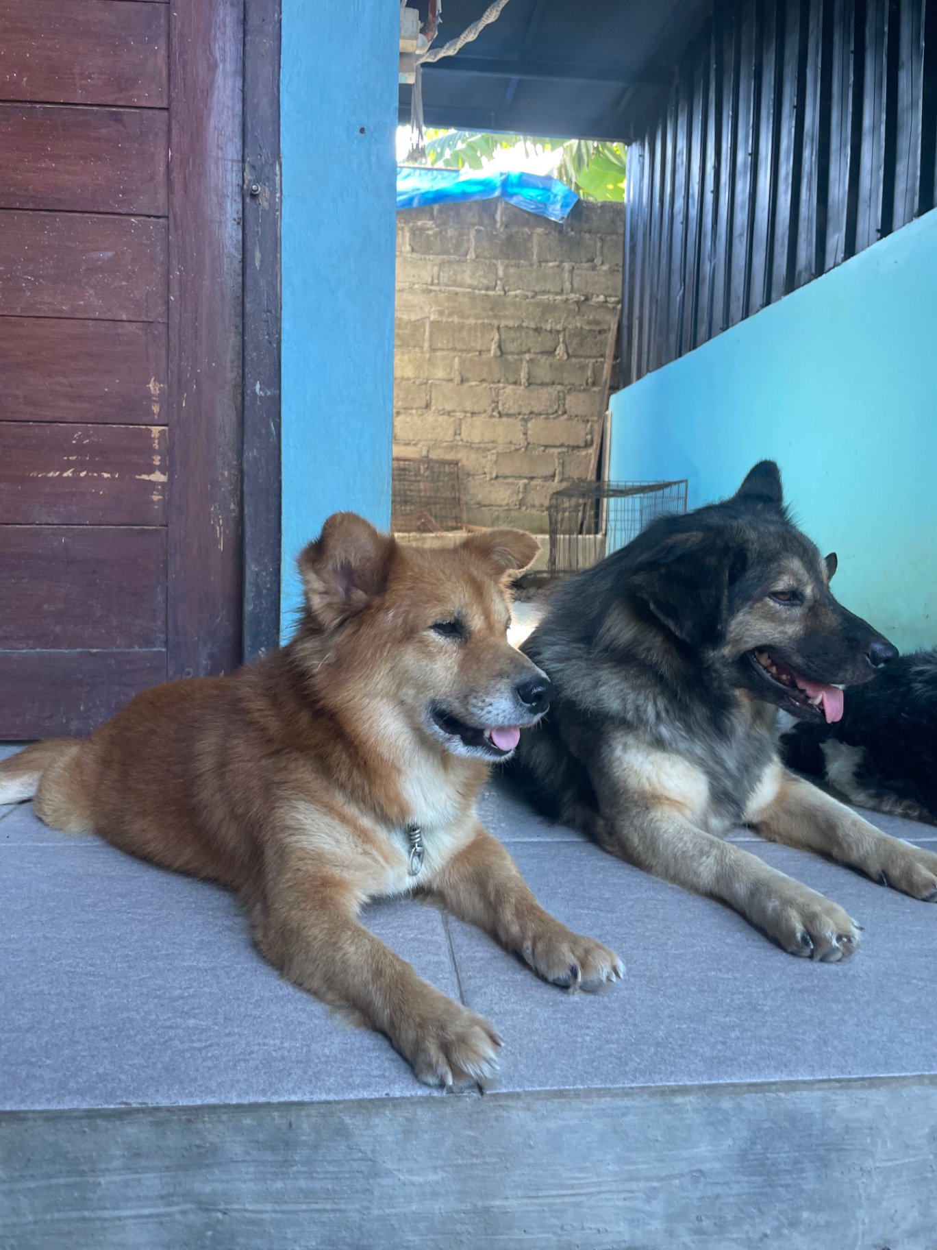 Two rescue dogs resting peacefully side by side