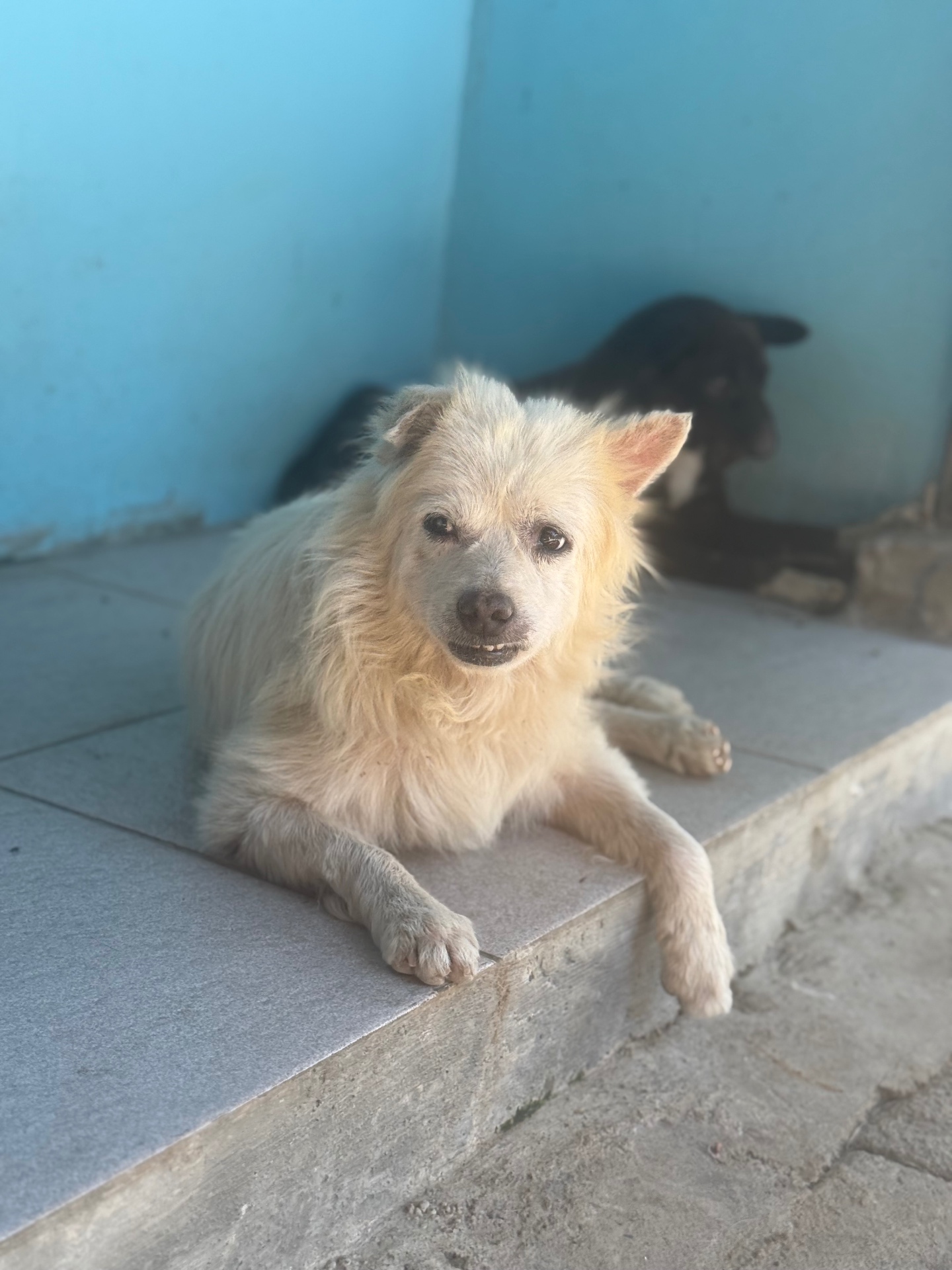 A fluffy white dog resting in the shade