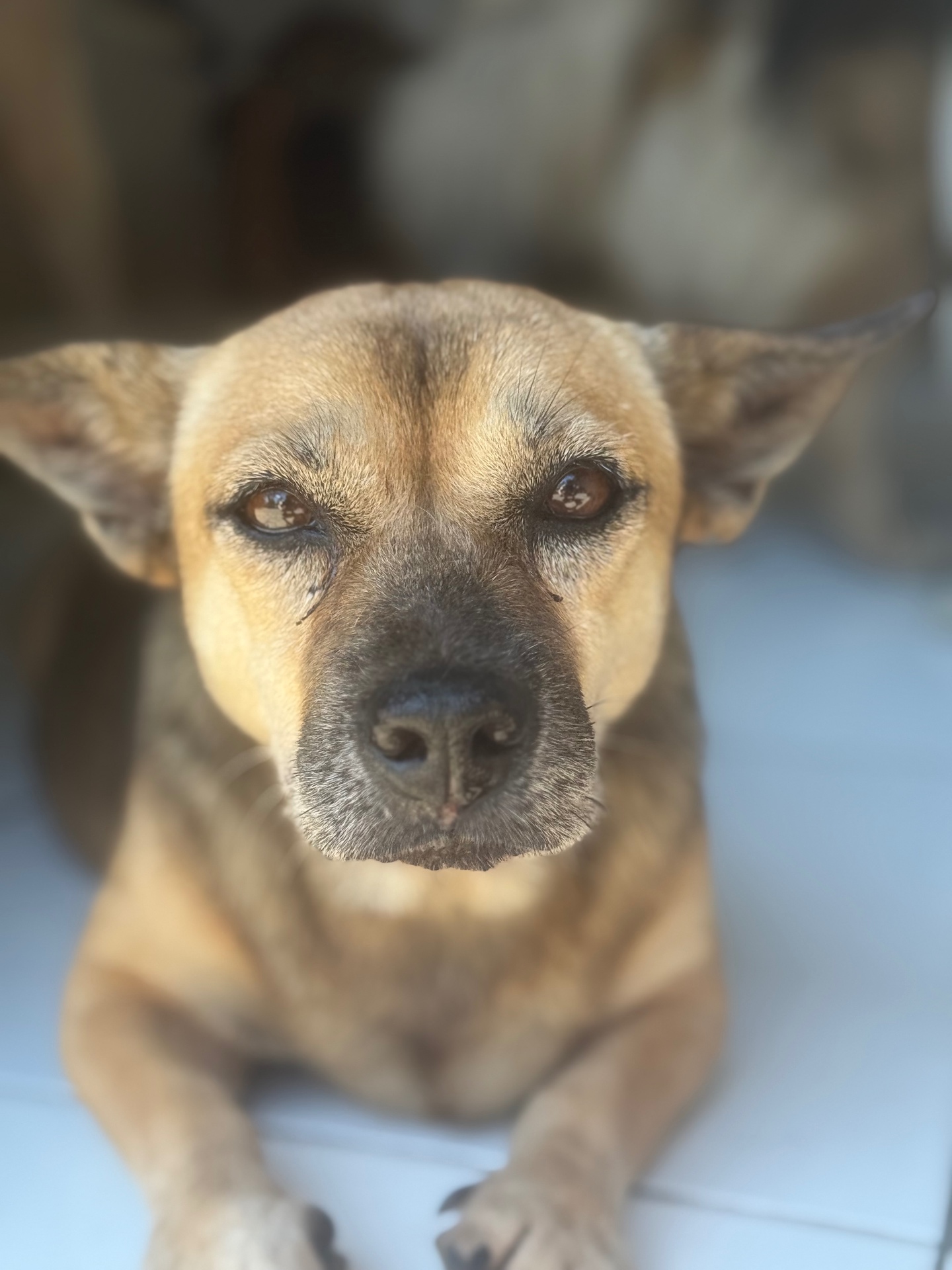 Close-up portrait of a gentle rescue dog