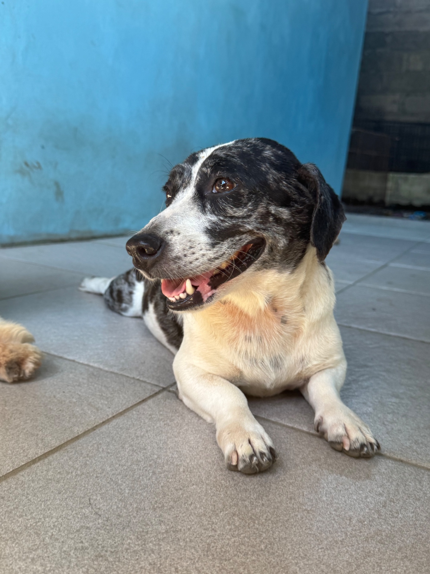 A spotted dog smiling on the tiled floor